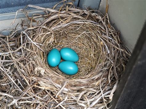 American Robin Eggs - FeederWatch