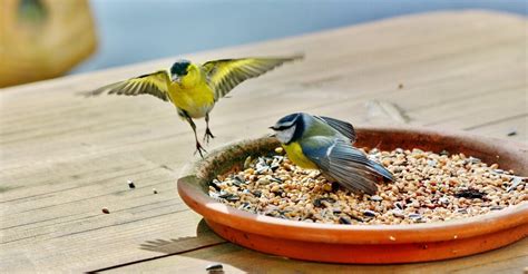 Vogels in de tuin