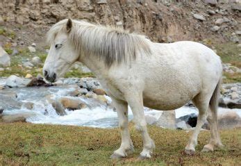 9 Indian Horse Breeds You Need to See (Facts, History & Pictures)