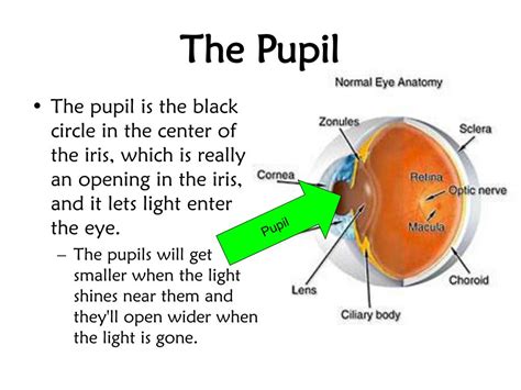 PPT - The Human Eye PowerPoint Presentation, free download - ID:1830310