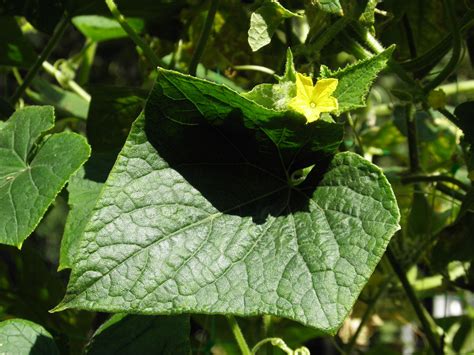 Cucumis sativus L. | Plants of the World Online | Kew Science