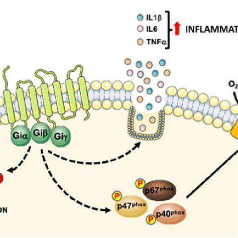 Detrimental role of Formyl Peptide Receptor 1 (FPR1) in CVDs ...