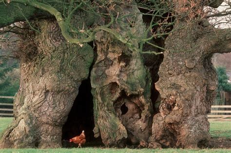 Bowthorpe Oak: Future of Lincolnshire's huge 1,000-year-old tree secured - BBC News