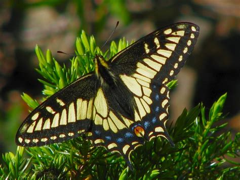 Anise Swallowtail (S. Okanagan Butterflies) · iNaturalist.ca