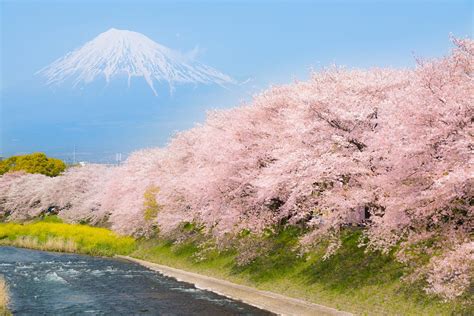 5 Best Cherry Blossom Spots around Mt.Fuji 2019 – Japan Travel Guide -JW Web Magazine