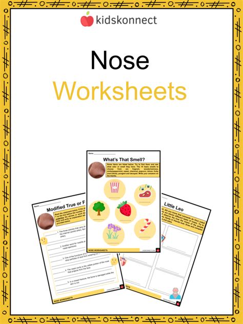 Nose Facts & Worksheets | Functions, Parts, Injuries, Care