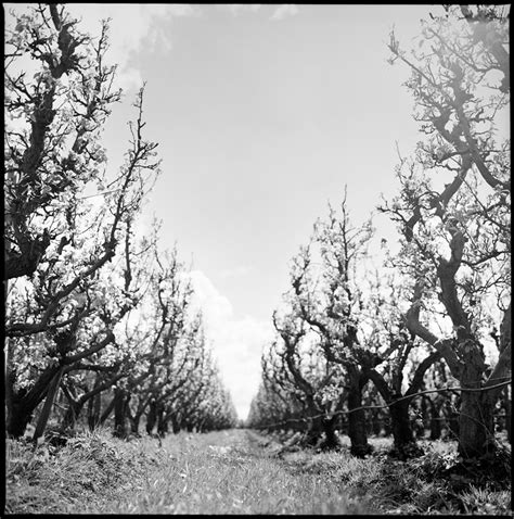 Apple Orchard – FRANK ELEVELD