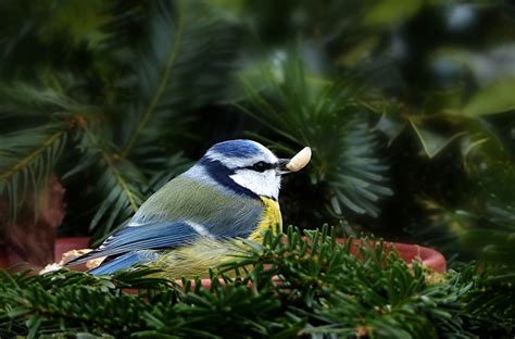 Les oiseaux, une espèce en voie de disparition ? - La Revue des Transitions