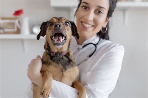 Everything to Know About the Kennel Cough Vaccine