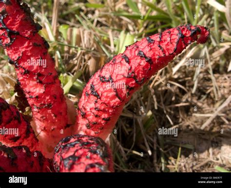 Clathrus Archeri - Devil's Fingers Fungus (UK) or Octopus Fungus Stock Photo, Royalty Free Image ...