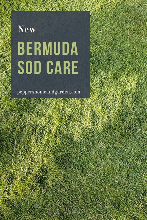 New Bermuda Sod Care [Complete Guide] in 2021 | Bermuda sod, Bermuda grass, Sod