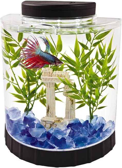 Betta Fish Tanks - Options and Reviews 2023 | A Little Bit Fishy