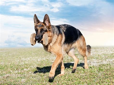 Premium Photo | Training of german shepherd