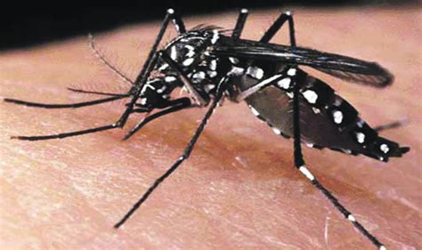 WHO warns Zika could spread to other countries having Aedes aegypti mosquito - India.com