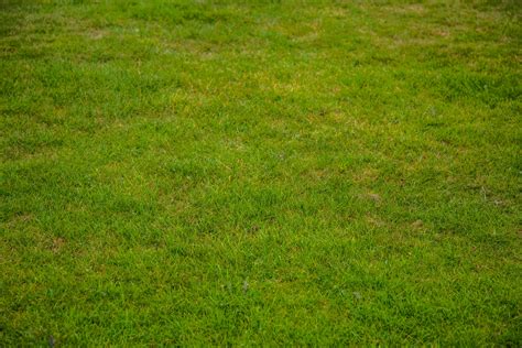 Green Grass Free Stock Photo - Public Domain Pictures