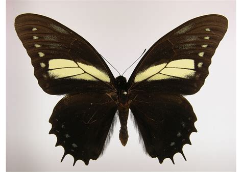 Pterourus menatius ctesiades (type specimens)