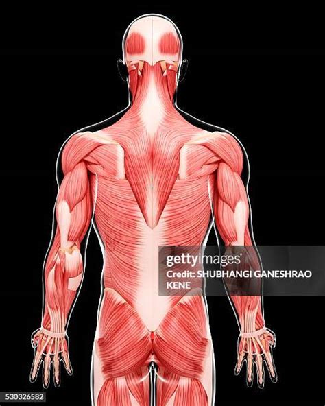 151 Occipitofrontalis Muscle Stock Photos, High-Res Pictures, and ...