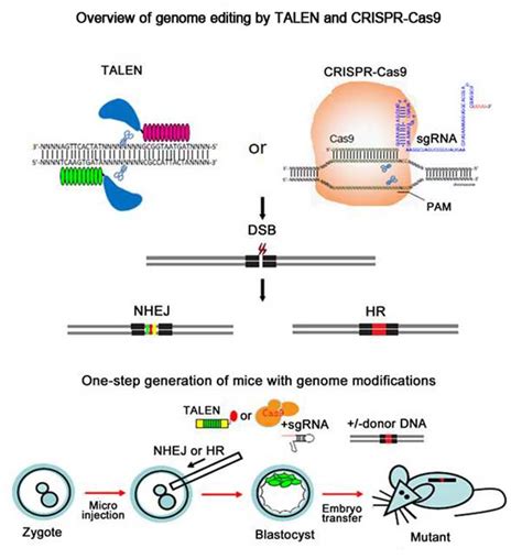 Transgenic Mouse Services, transgene knockin | GeneCopoeia™