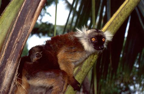 Black Lemur l Amazing and Adaptable - Our Breathing Planet