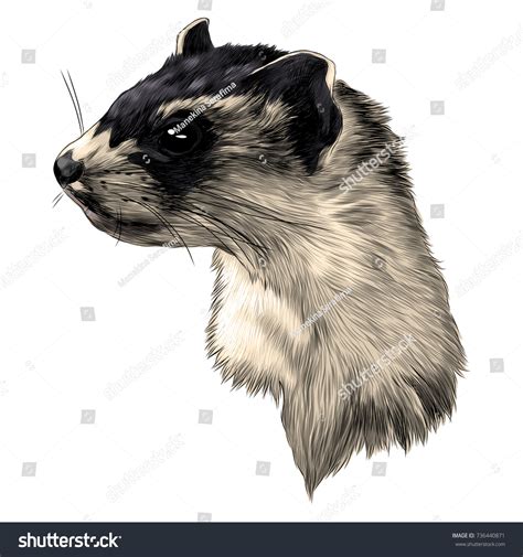 1,429 Ferret Head Images, Stock Photos & Vectors | Shutterstock