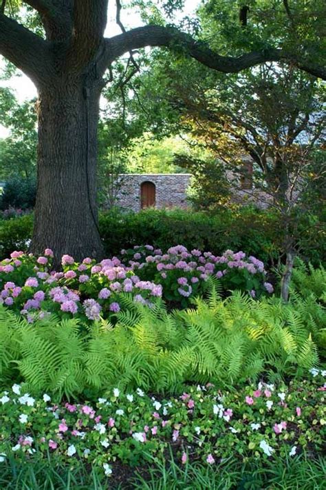 Love big trees underplanted with pretty hydrangeas and ferns. - Gardens ...