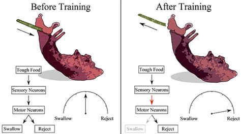 Sea slug study explains what happens when a human brain learns