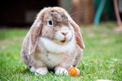 Holland Lop Rabbit (Facts, Diet, Size, Temperament, Care) - Pet Spruce