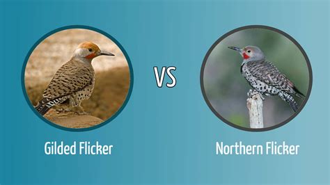 Gilded Flicker Vs. Northern Flicker: How Are They Different? - Optics Mag