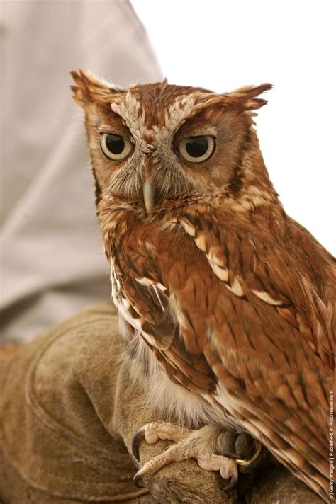 An owl poses for a picture at the Blackwater National Wildlife Refuge's “Eagle Festival”, March ...