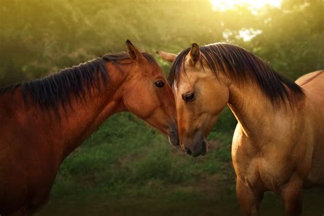 Download Animal Horse 4k Ultra HD Wallpaper