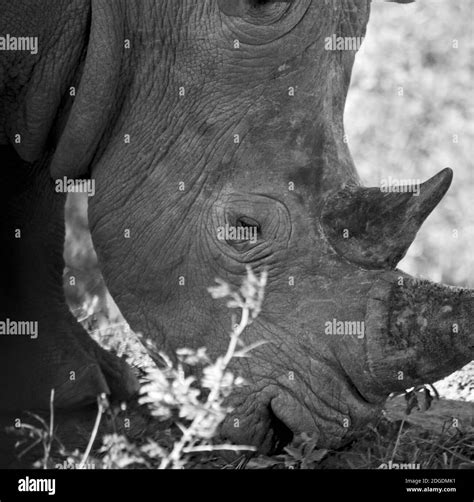 In south africa wildlife reserve and rhinoceros Stock Photo - Alamy