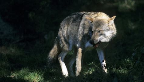 The Habitat of Gray Wolves | Animals - mom.me