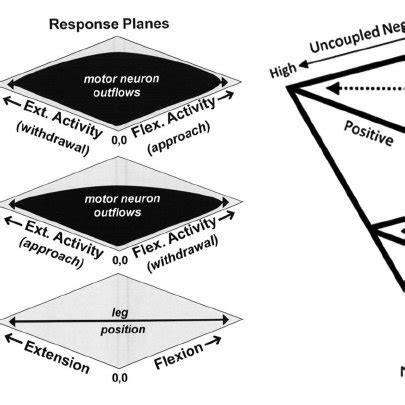 Hierarchical and heterarchical organizations. A heterarchy differs from... | Download Scientific ...