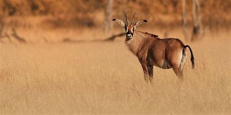 Roan Antelope: A Wildlife Guide To The Roan Antelope ️