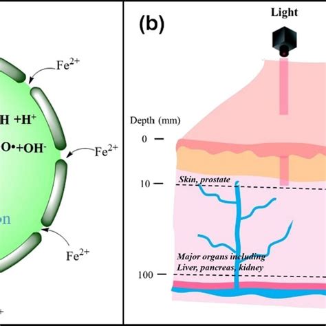 a Schematic diagram of the Fenton reaction equation. b Diagram of... | Download Scientific Diagram