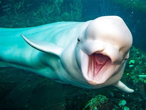 Why a beluga's squishy head is so special Beluga Whale, Humpback Whale, Brave Animals, Cute ...