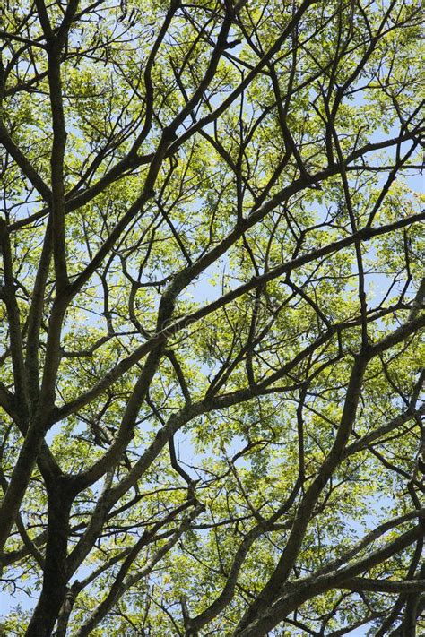 Tree Branches with Green Leaves Against Blue Sky