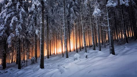 winter, Landscape, Forest Wallpapers HD / Desktop and Mobile Backgrounds