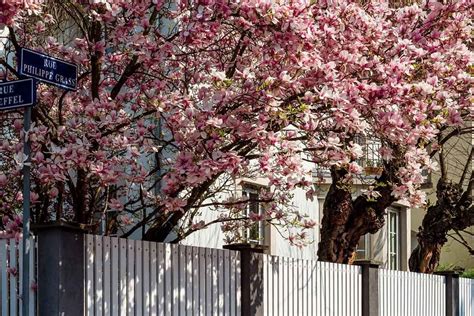 How to Plant a Magnolia Tree | The Family Handyman