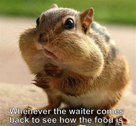 The Waiter Always Checks How The Food Is When Your Face Is Stuffed Full ...