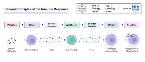 Simple Immune Response Diagram