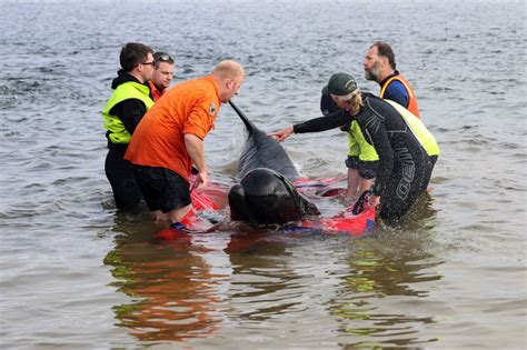 Whale strandings: Five questions answered