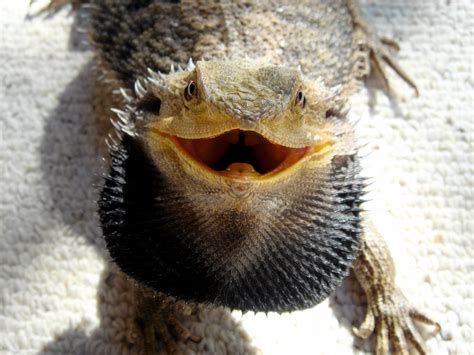 File:Bearded Dragon showing beard.jpg - Wikipedia
