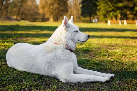 What Is The Rarest Color Of Siberian Husky