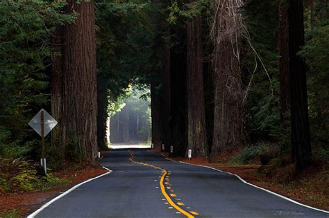 Avenue of the Giants. Humboldt Redwoods. Rockfeller Forest.