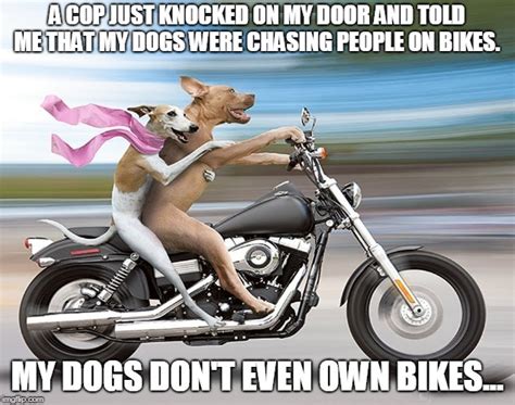 Dog riding bike - Imgflip