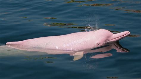 The Amazon Pink River Dolphin | Blog Machu Travel Peru