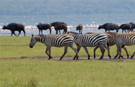 Lake Nakuru National Park - Lake Nakuru National Park