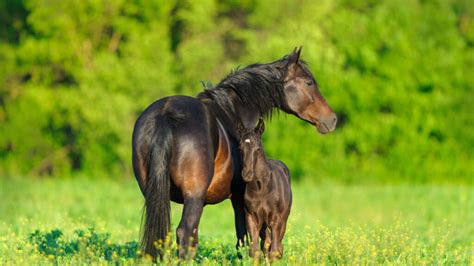 EMBRYO TRANSFER & ICSI - Equestrian Living