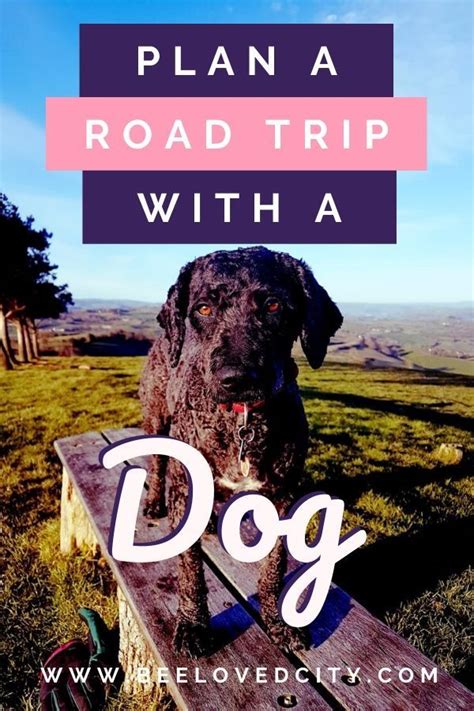 How to travel with a dog: tips for dog-friendly travels - BeeLoved City | Road trip with dog ...